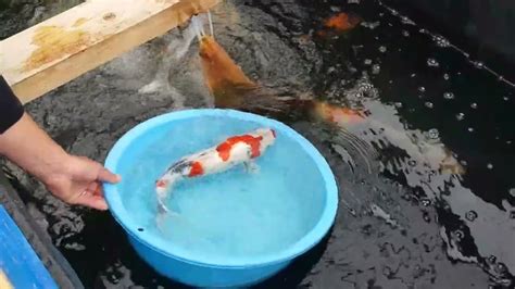 錦鯉繁殖|錦鯉の飼育方法